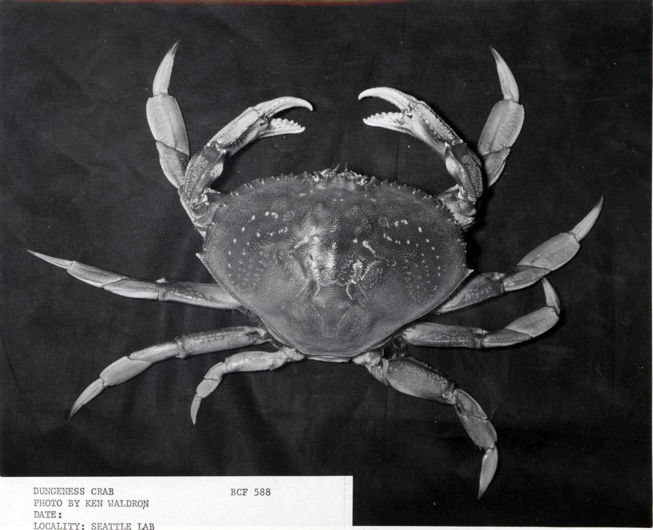 Dungeness crab (Cancer magister)