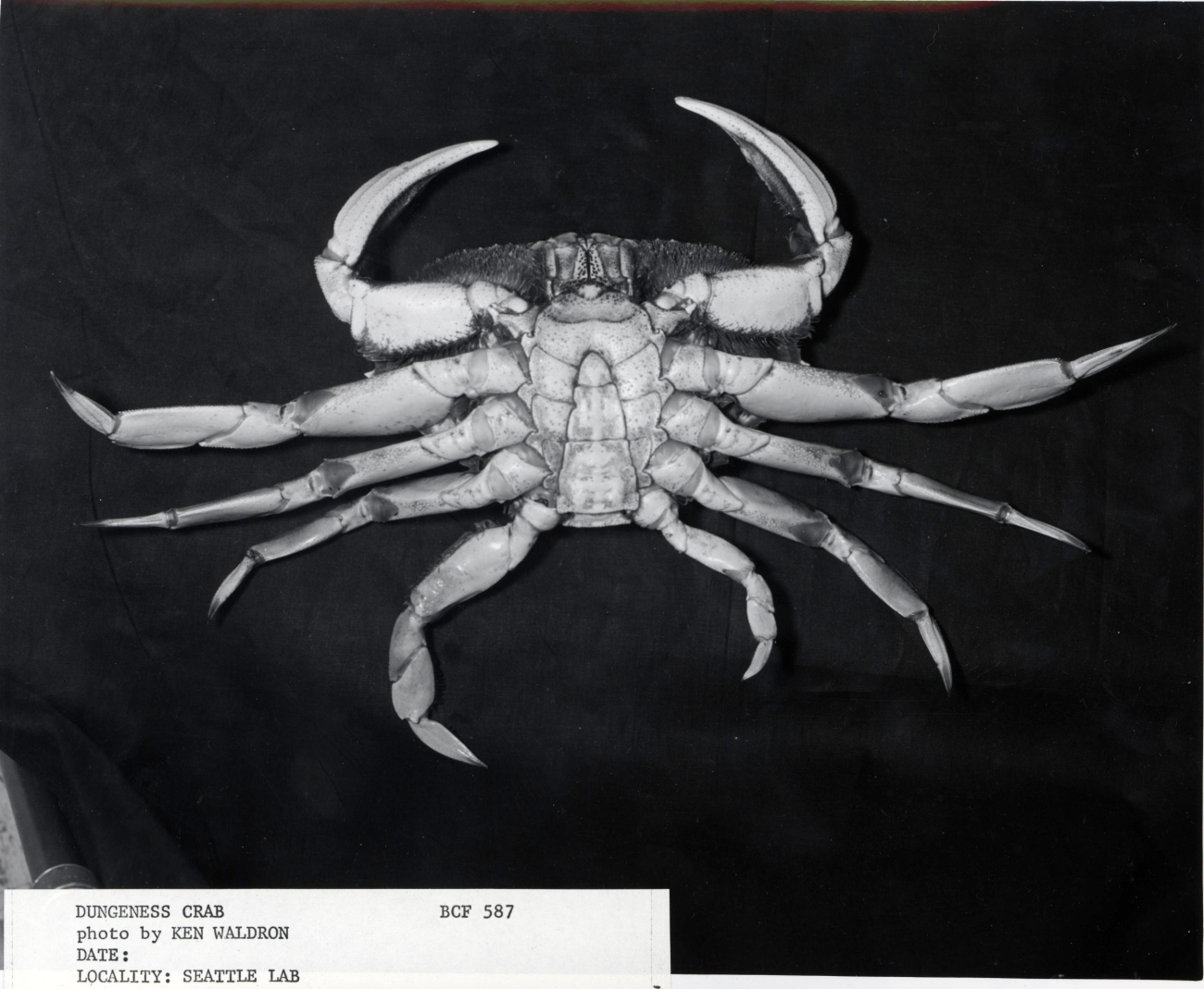 Male dungeness crab (Cancer magister)