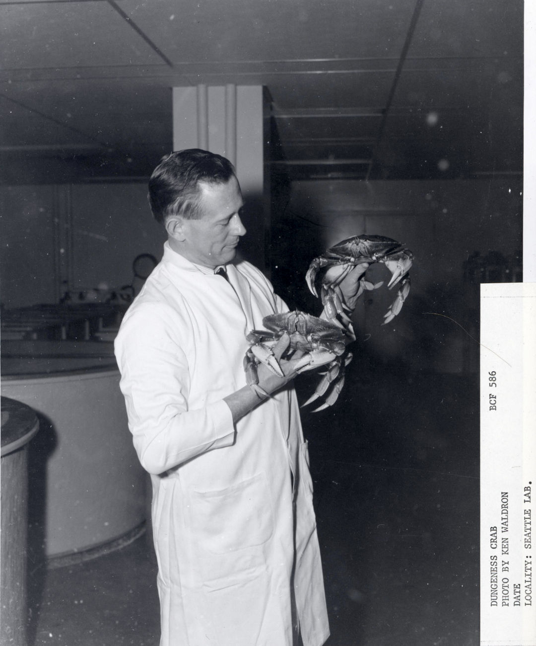 Seattle laboratory fisheries scientist with dungeness crabs (Cancer magister)