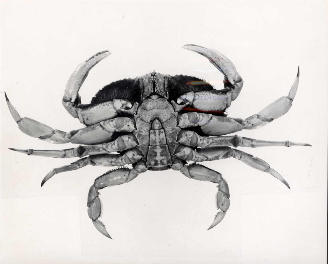 Male dungeness crab (Cancer magister)