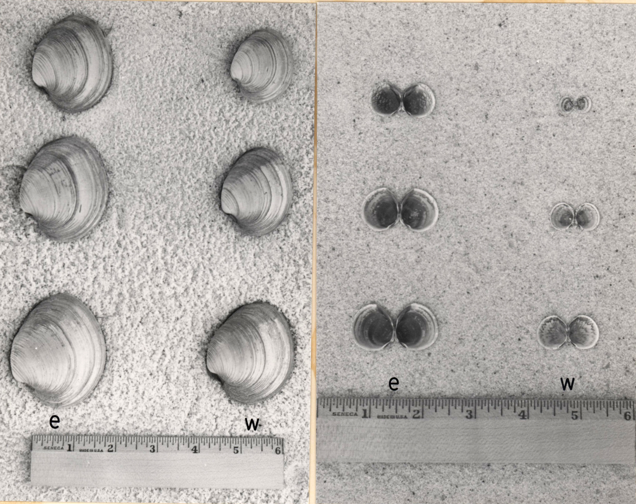 The smallest, average, and largest hard clams and cockles, grown for the samelength of time at two apprently similar stations, illustrating the superiorityof the environment at the e station