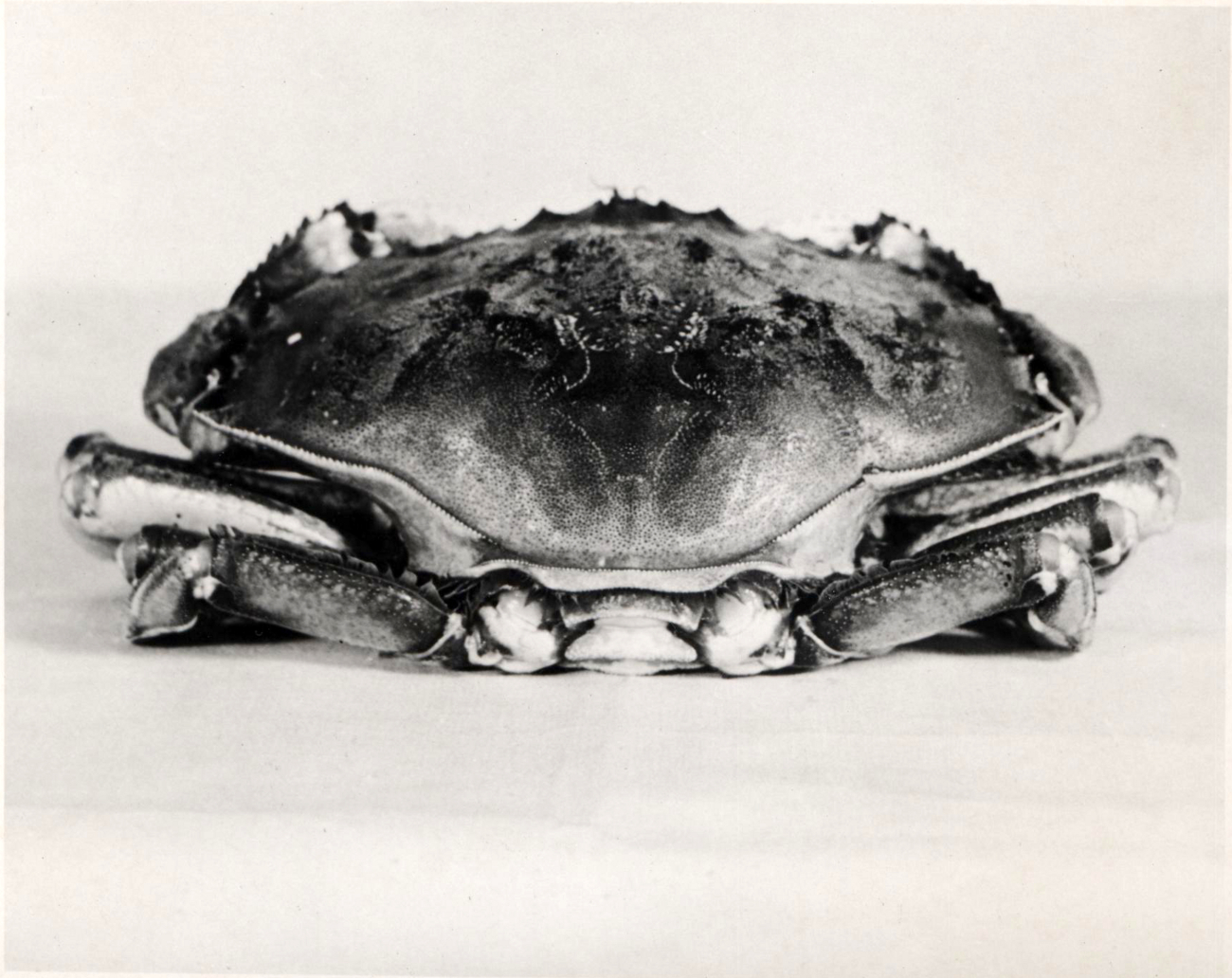 Large male dungeness crab