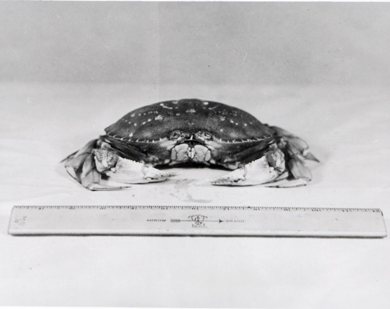 Female dungeness crab