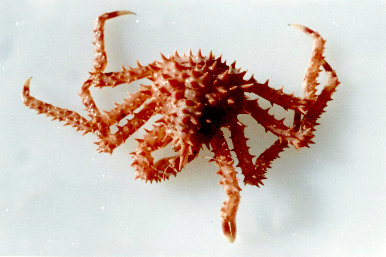 King crab (Paralithodes camtschaticus)