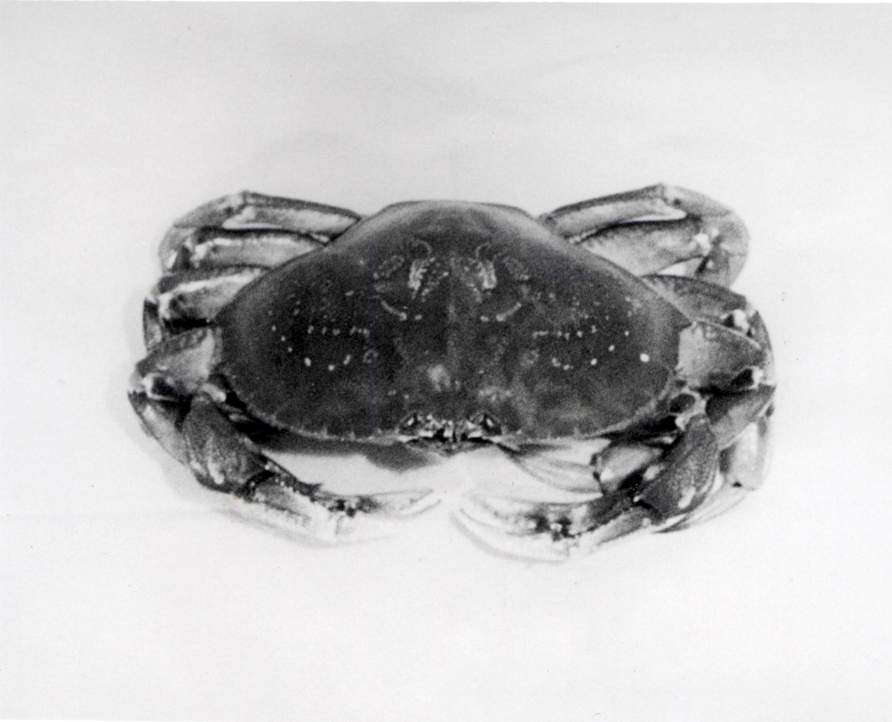 Large male dungeness crab