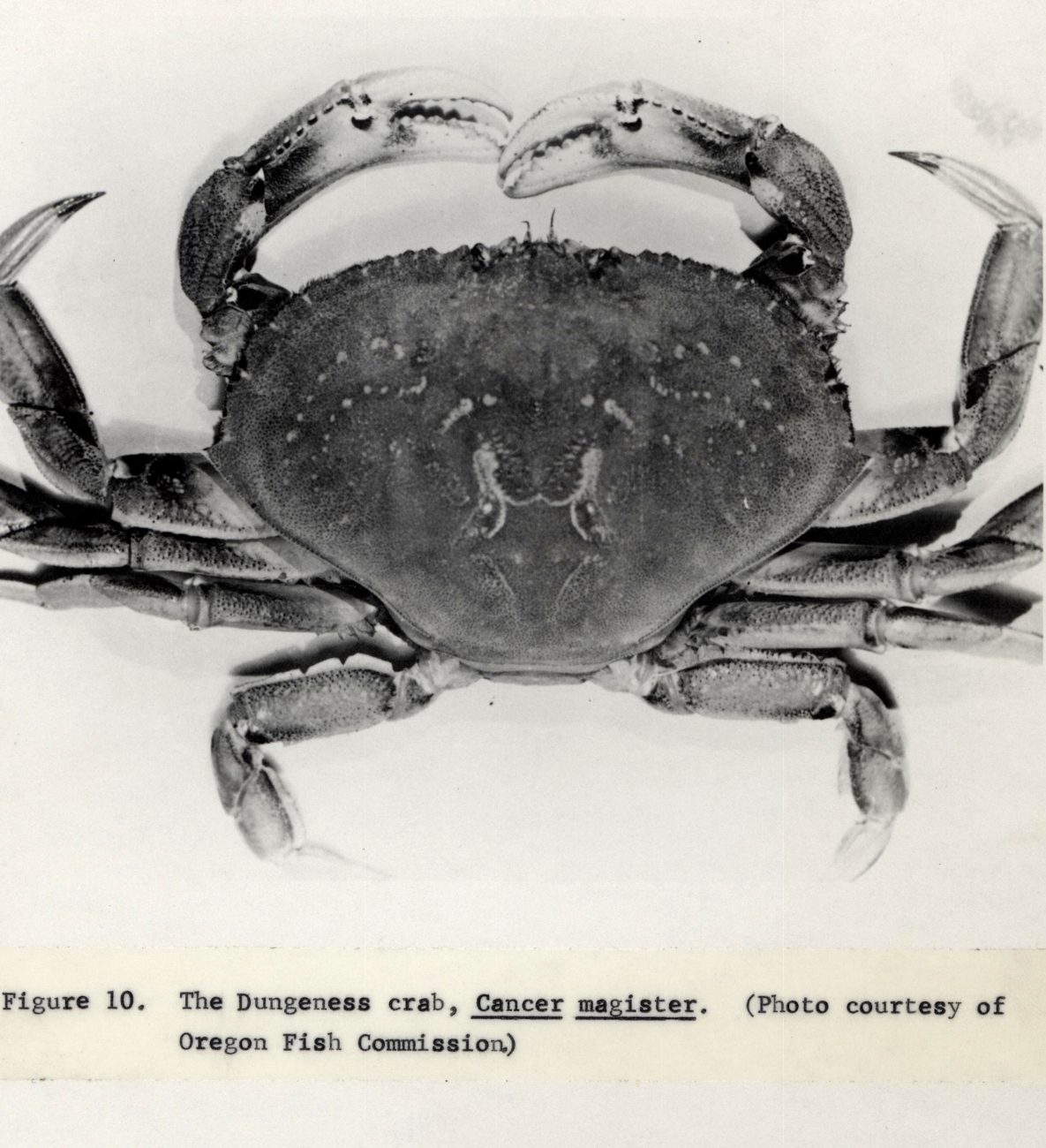 Dungeness crab (Cancer magister) FWS Fl 550