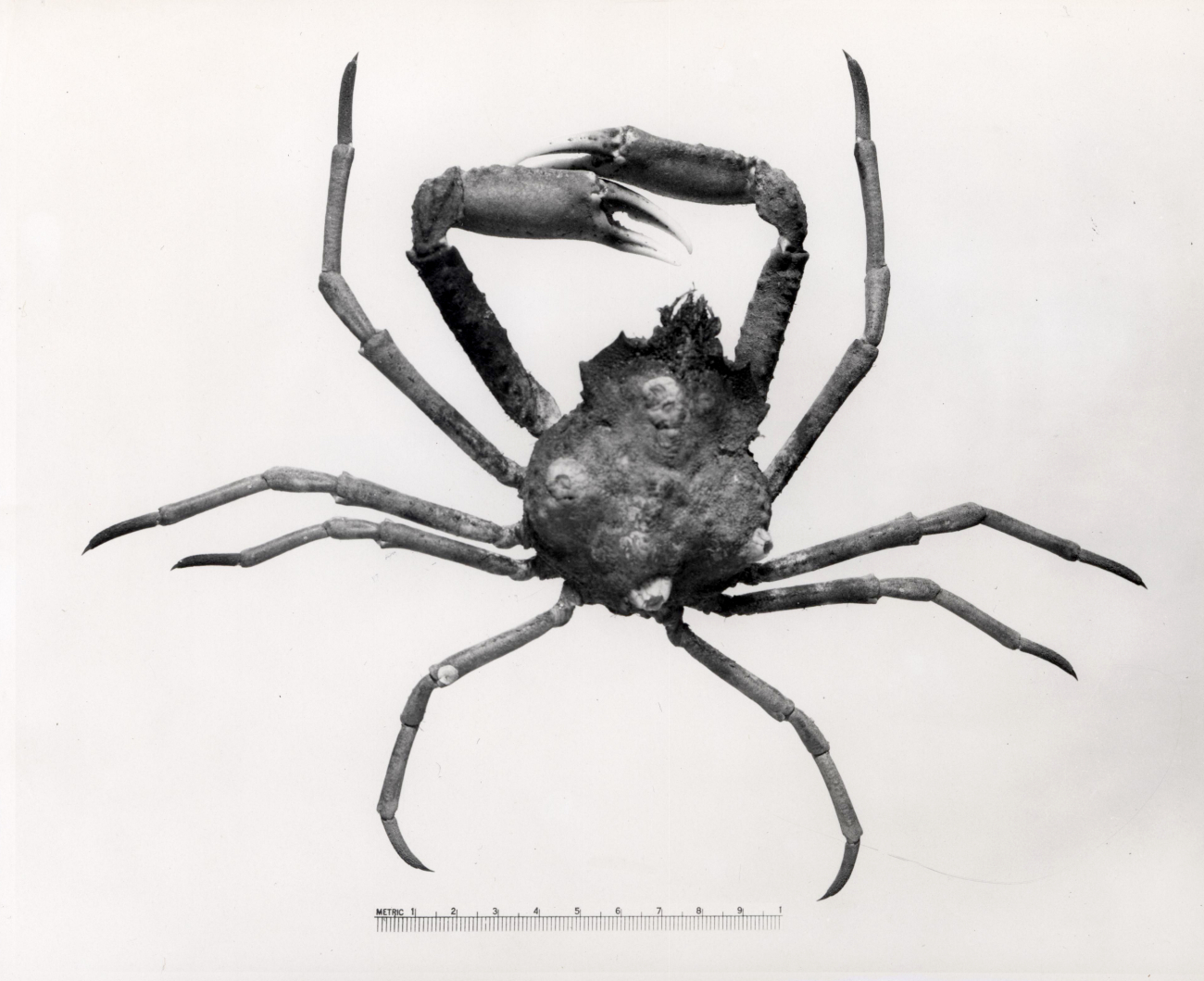 Spider crab (Hvas lvratus)