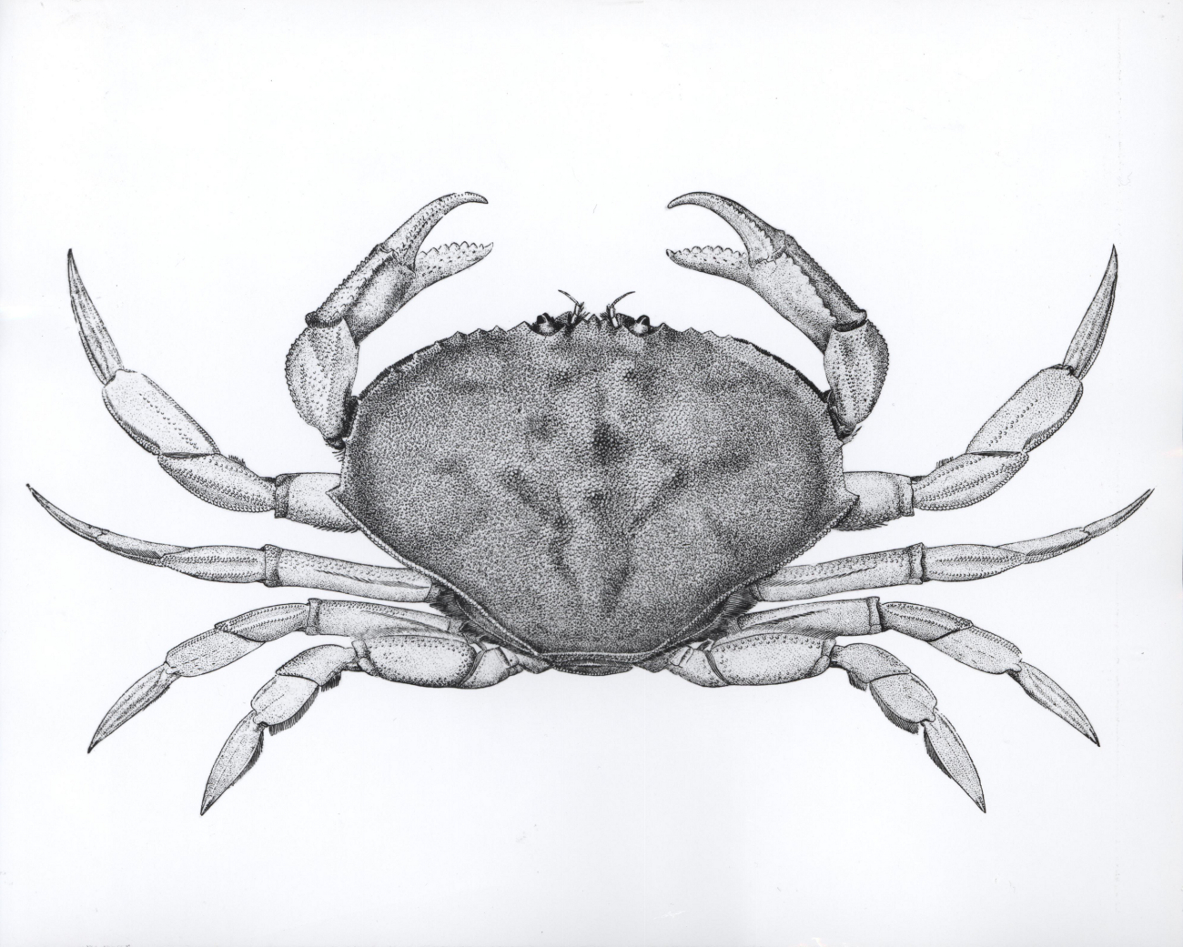 Dungeness crab (Cancer magister) (after Rathbun)