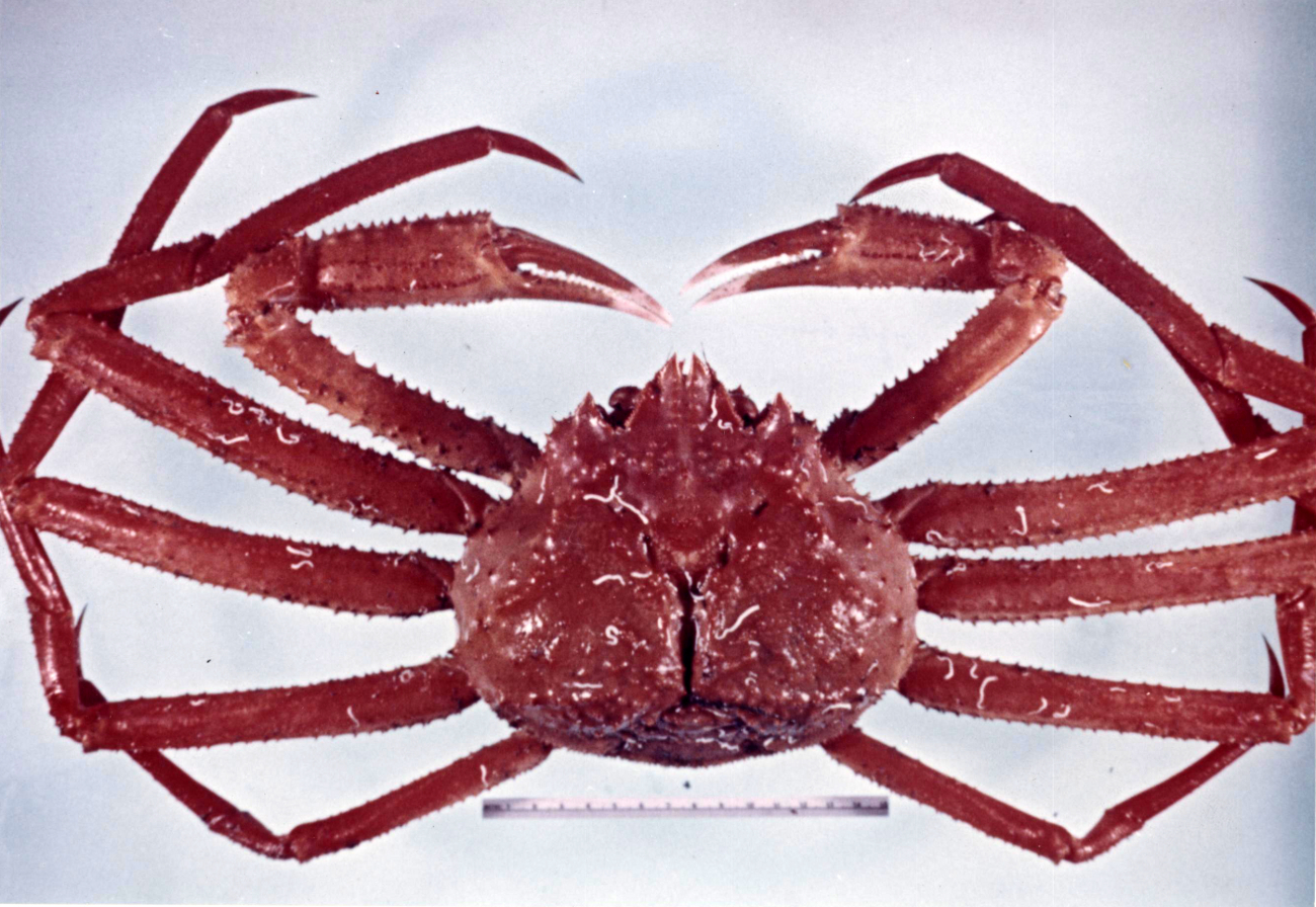 Tanner crab