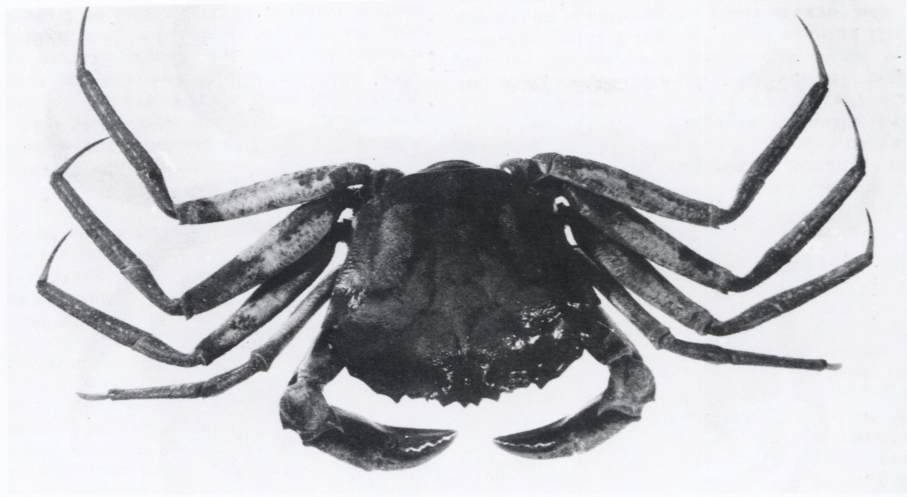 Subclass Malacostraca, order Decapoda, the deep sea red crab (Geryonquinquedens) after Rees