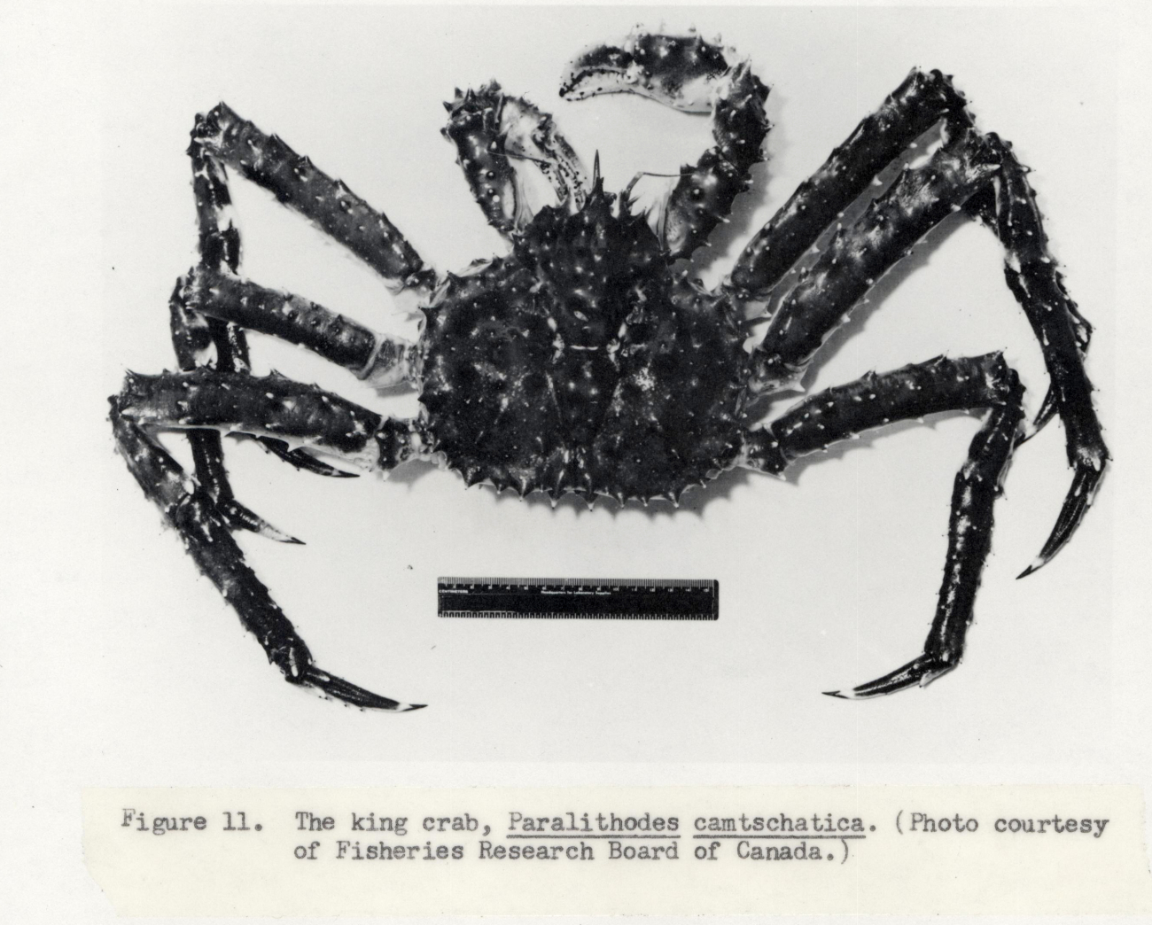 The king crab (Paralithodes camschatica)