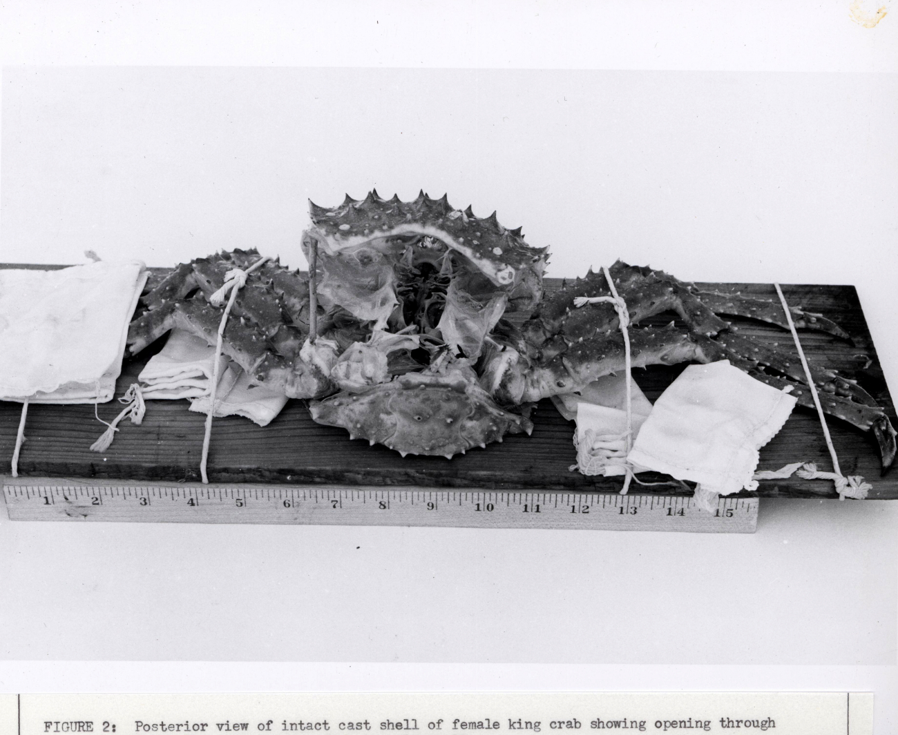Posterior view of intact cast shell of female king crab showing opening throughwhich the crab emerges from the old shell