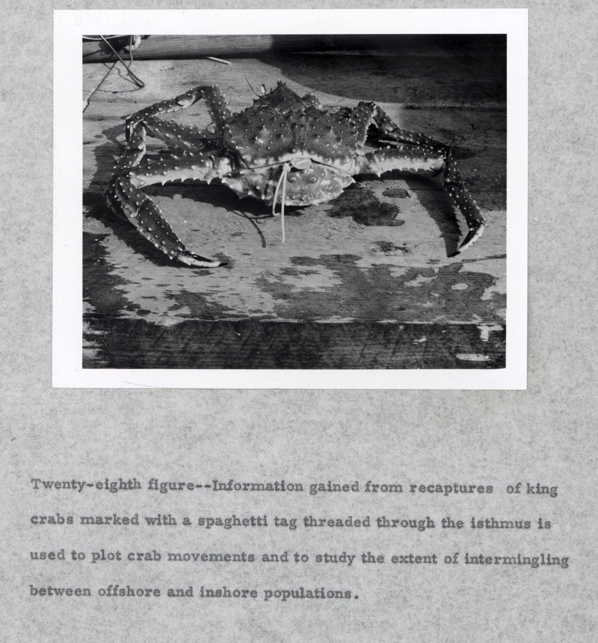 Information gained from recaptures of king crabs marked with a spaghetti tagthreaded through the isthmus is used to plot crab movements and to studythe extent of intermingling between offshore and inshore populations