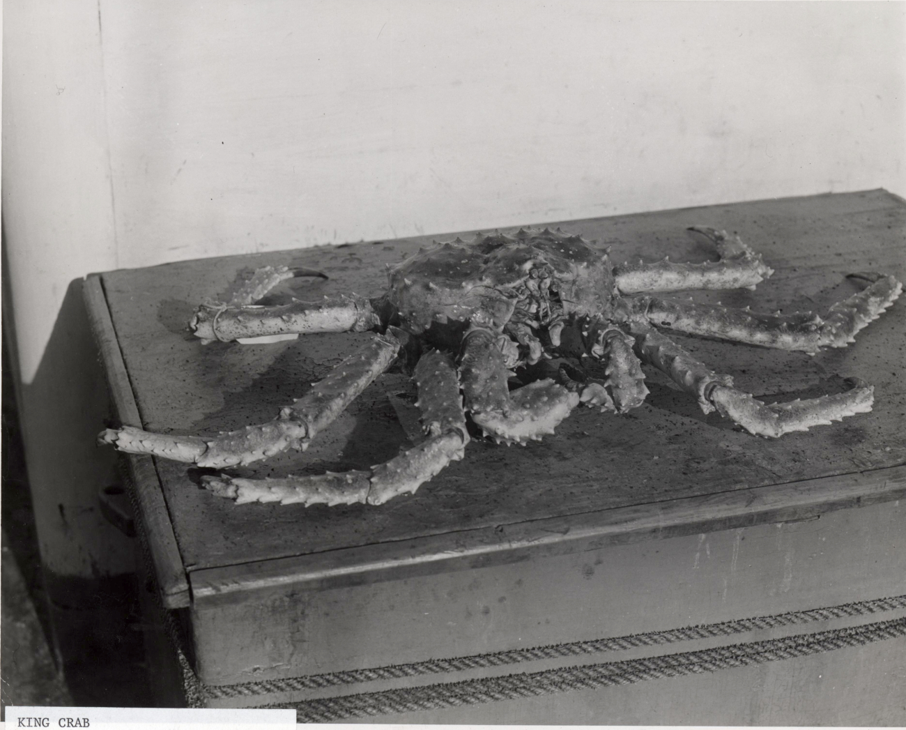 Close-up of Alaska king crab captured during FWS 1940 King Crab Expedition