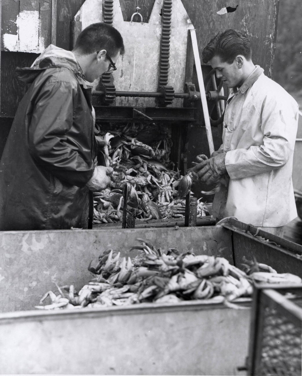 Removing the back shell and stomach contents of dungeness crab at the PointChehalis Packers plant