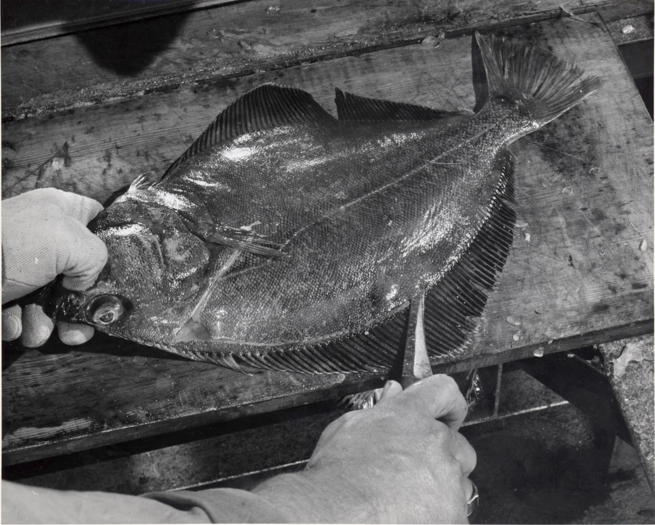 How to fillet a flatfish