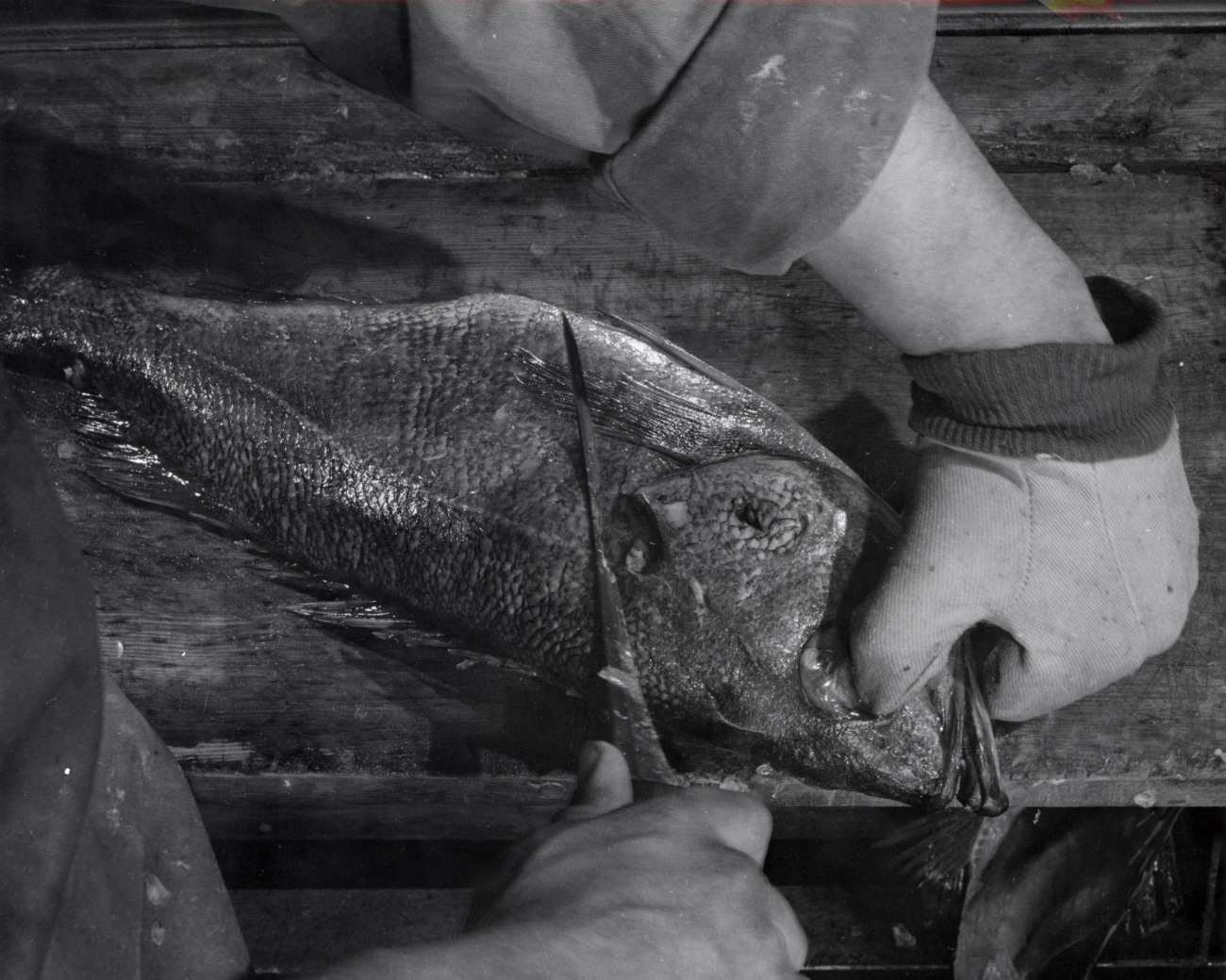 How to fillet rockfish - Hold fish with head away from you to begin first cuton left hand side