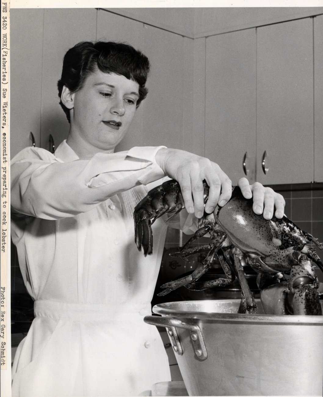 Sue Wieters, economist, preparing to cook lobster