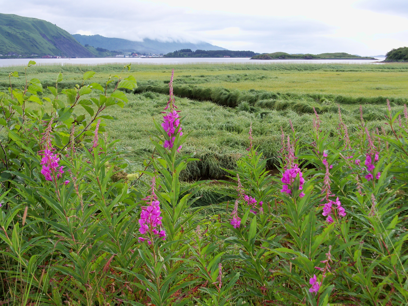Alaska wildflowers