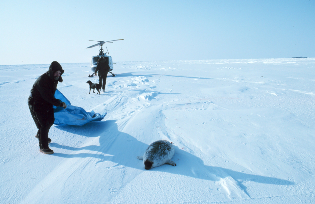 Brendan Kelley preparing to capture a ring seal north of Prudhoe Bay on thefrozen Bering Sea