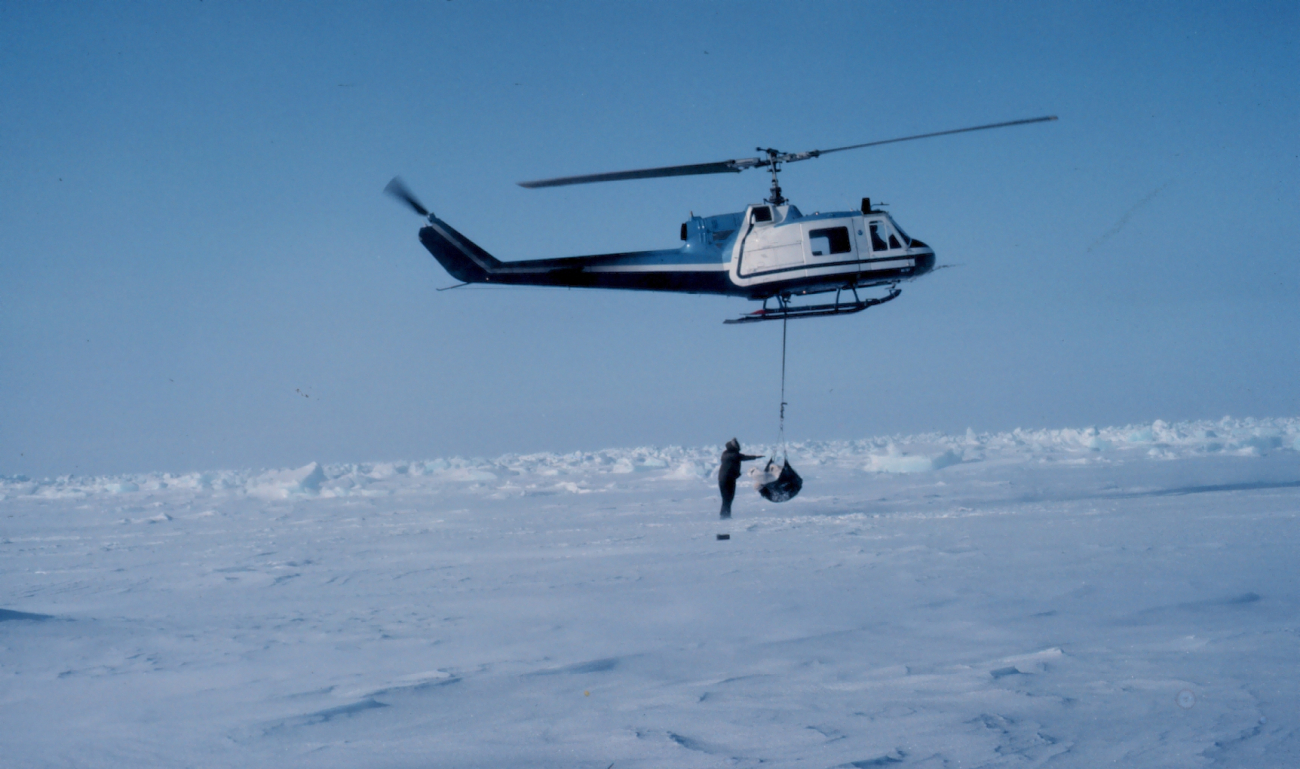 Weighing a polar bear by suspending the bear from a NOAA Bell UH-1M helicopter