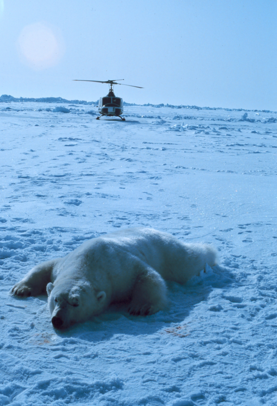 Sedated polar bear with NOAA Bell UH-1M
