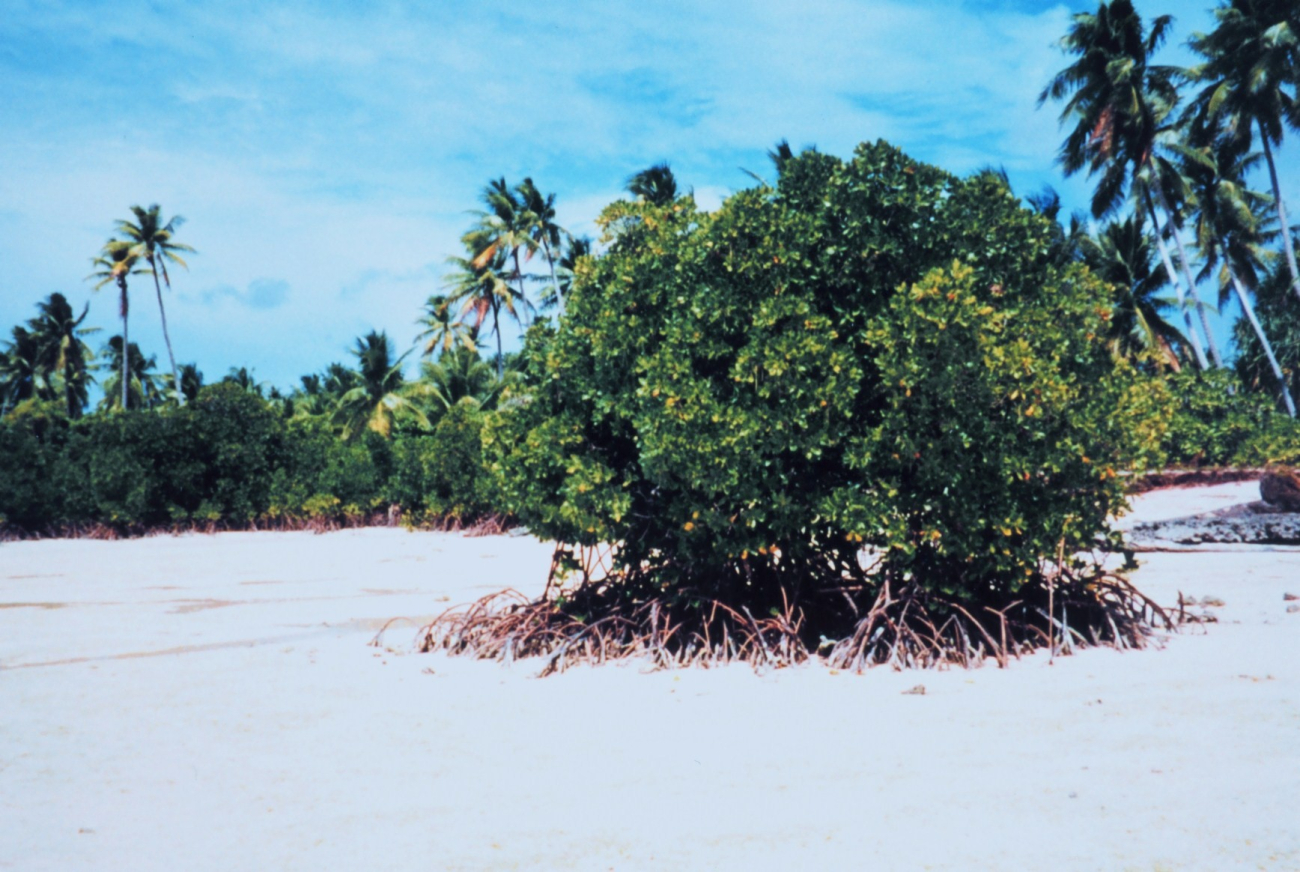 Isolated mangrove on a sandy beach