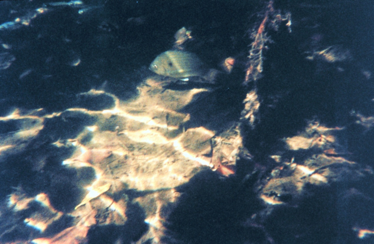 Pinfish seeking cover in mangrove roots