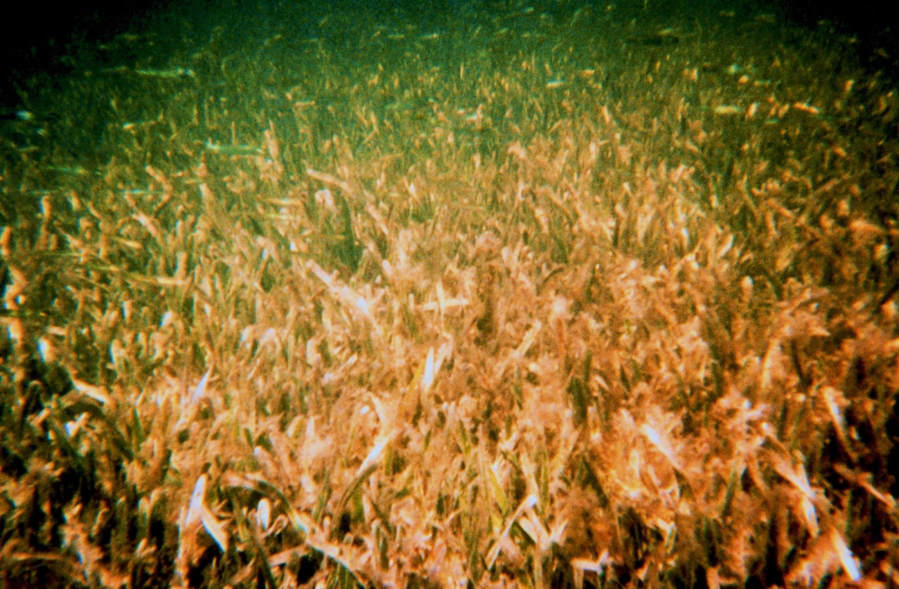 Seagrass extending offshore from mangrove shorelineSeagrass is critical habitat for shrimps, crabs, and small fish