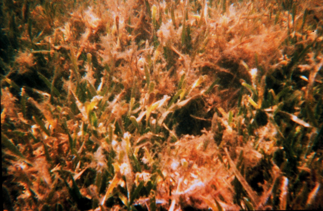 Seagrass extending offshore from mangrove shoreline Red algae covering seagrass is particularly important as chemical cue for larval settlement of spiny lobster post-larvae