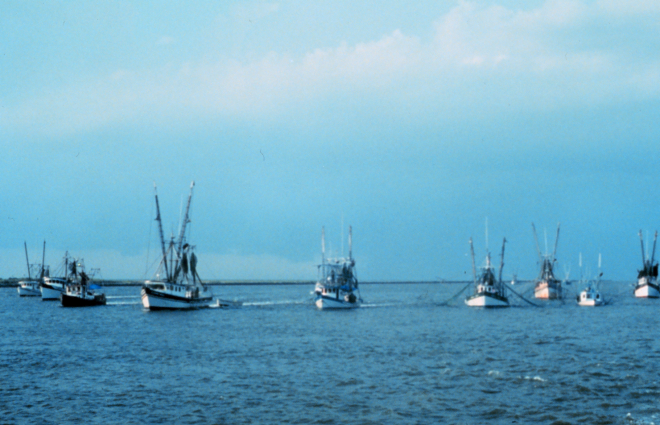 Shrimp boats protesting turtle-excluding device regulations on the CalcasieuRiver