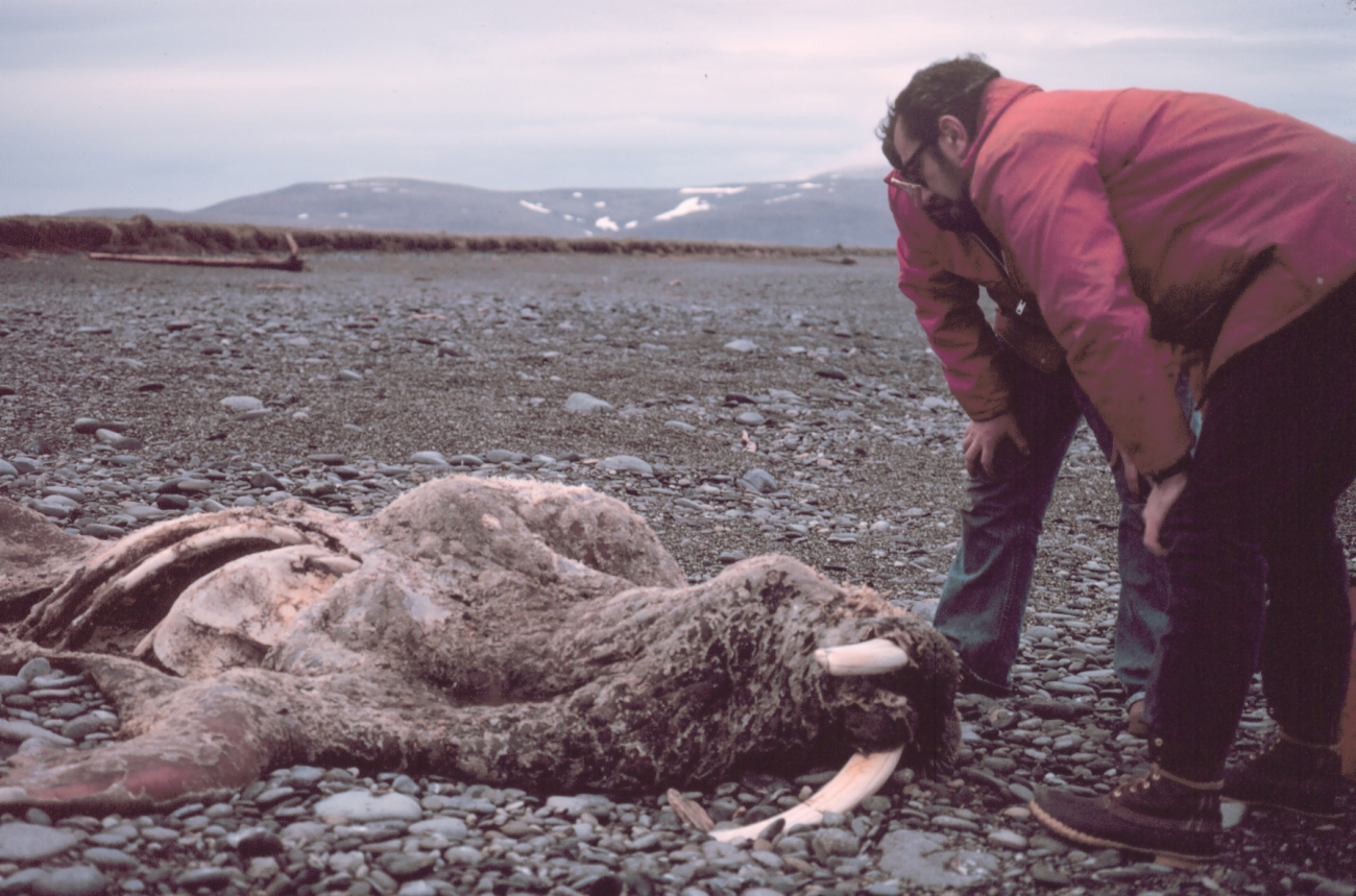 Scientists inspecting a dead walrus