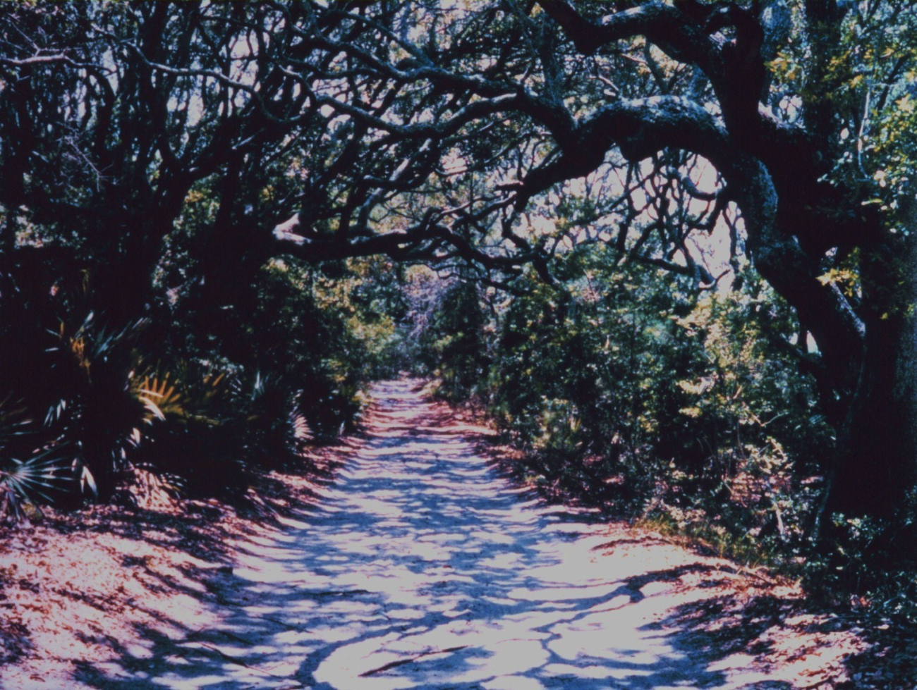 A road through the live oak forest on Cabretta