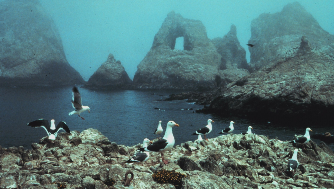 A foggy day in the Gulf of the Farallones National Marine Sanctuary