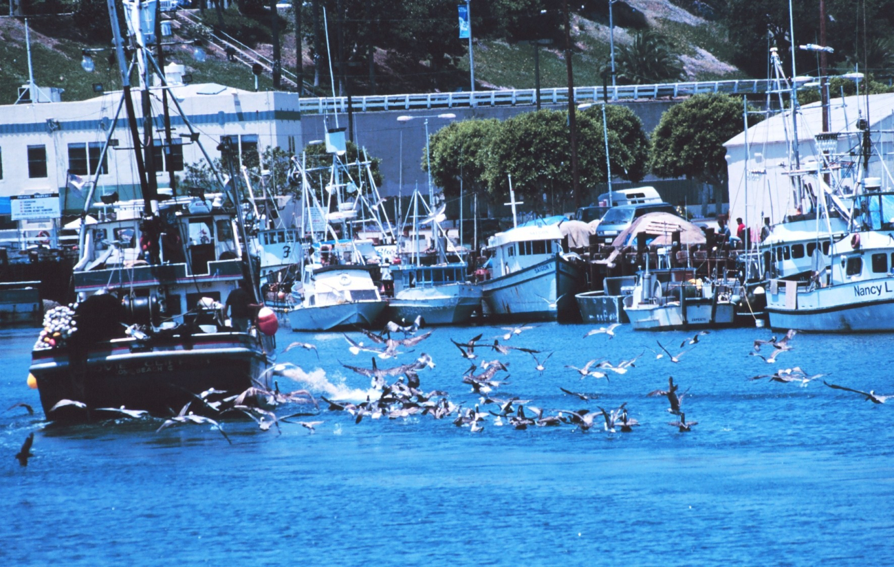 Pelican's seeking the proverbial free lunch as they follow a fishing vessel