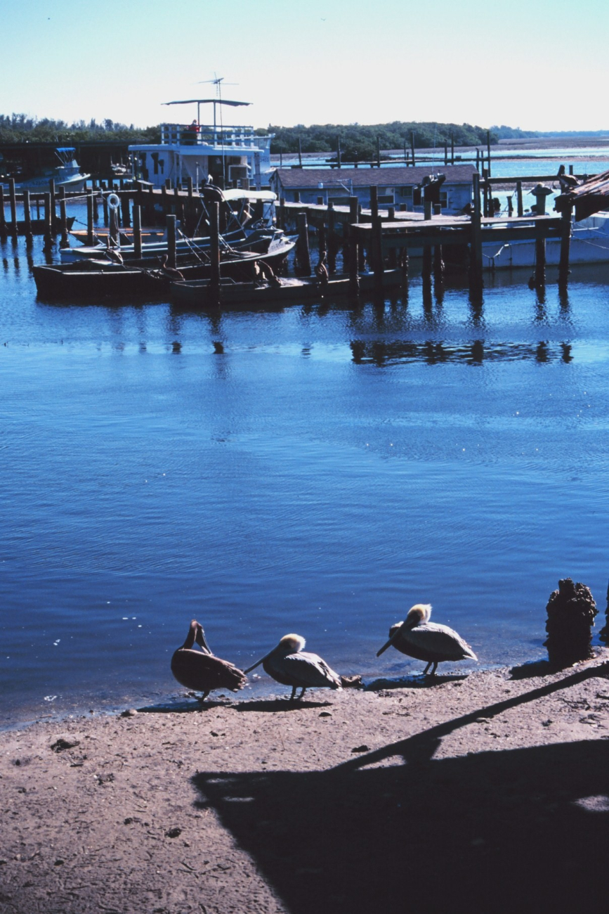 Pelicans and seagulls frequent the A