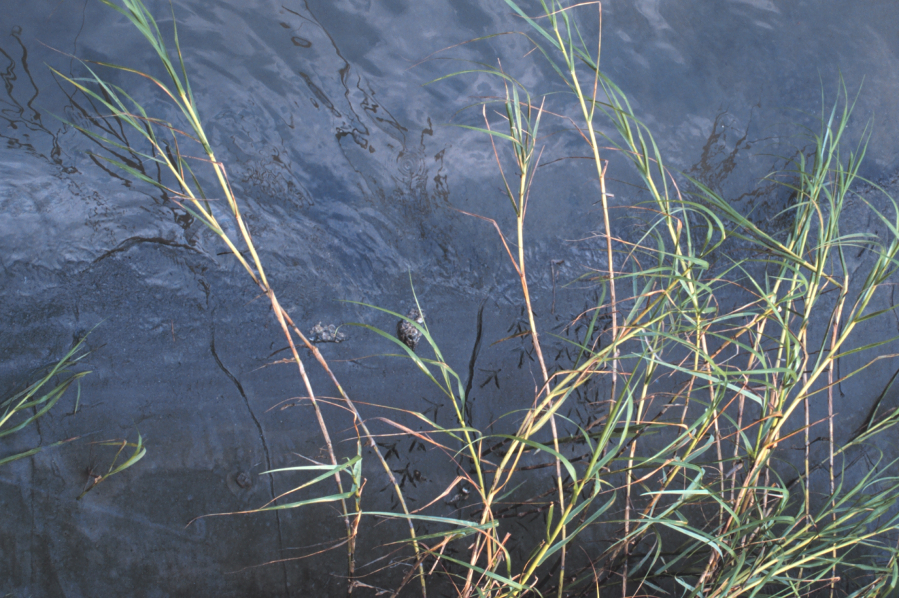 Tidal mudflats