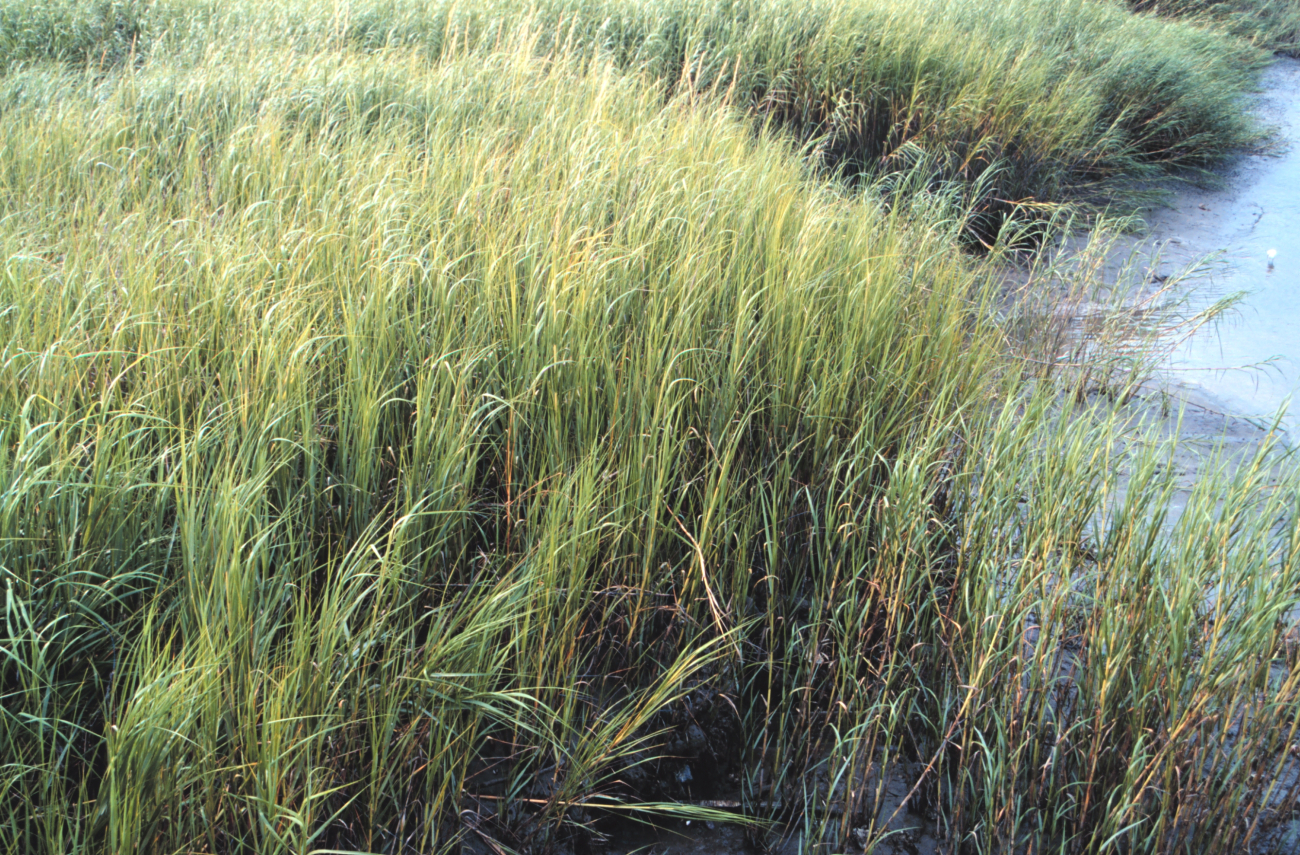 Tidal mudflats