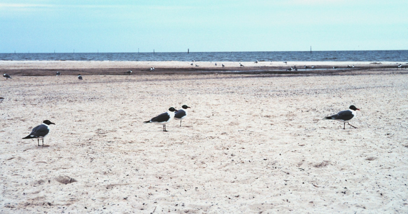 Sea birds along a deserted beach