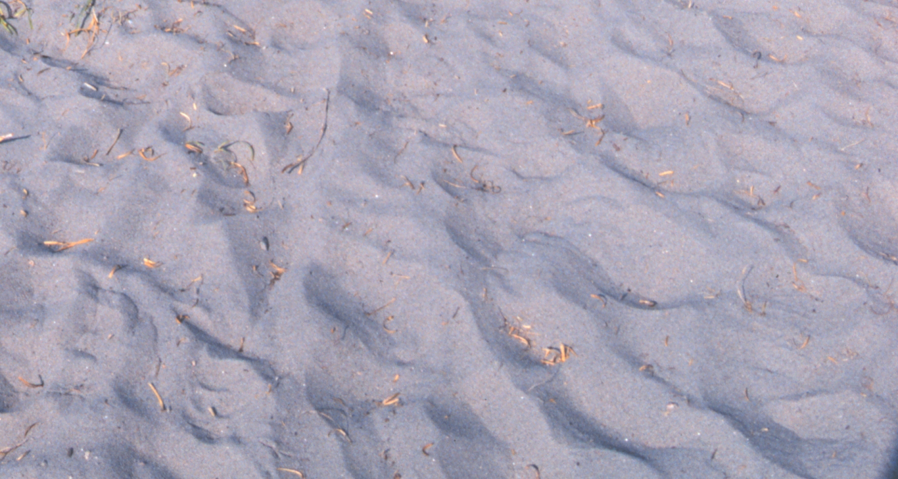 Wind-sculpted sand on a path through the dunes