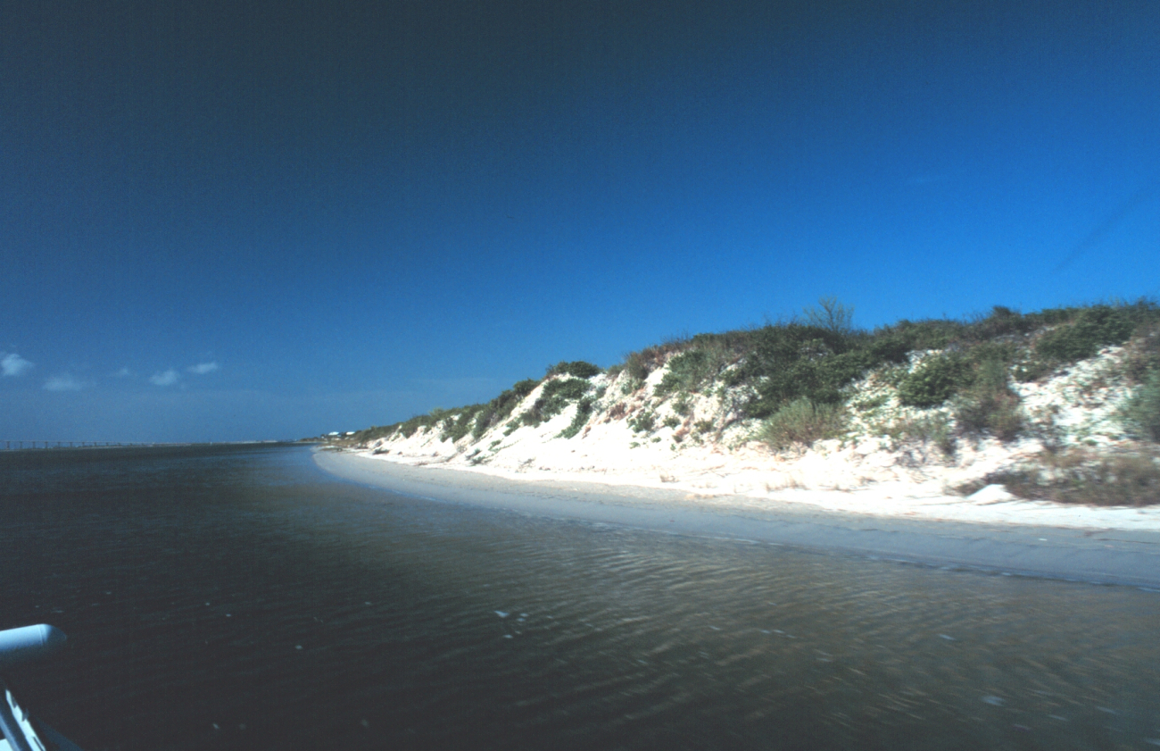 Vegetation-covered dunes on the west side of Padre Island