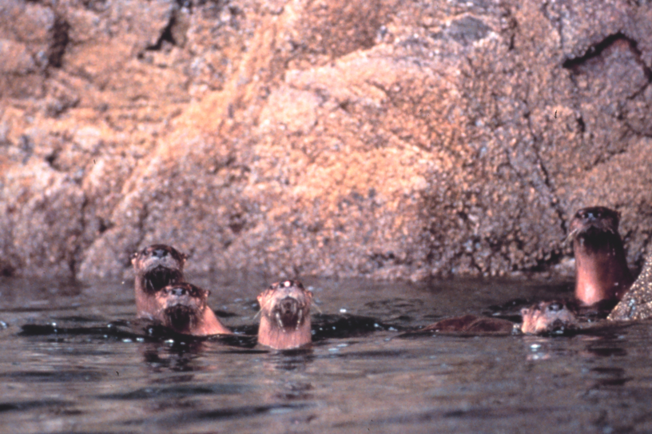 Curious sea otters checking out the photographer