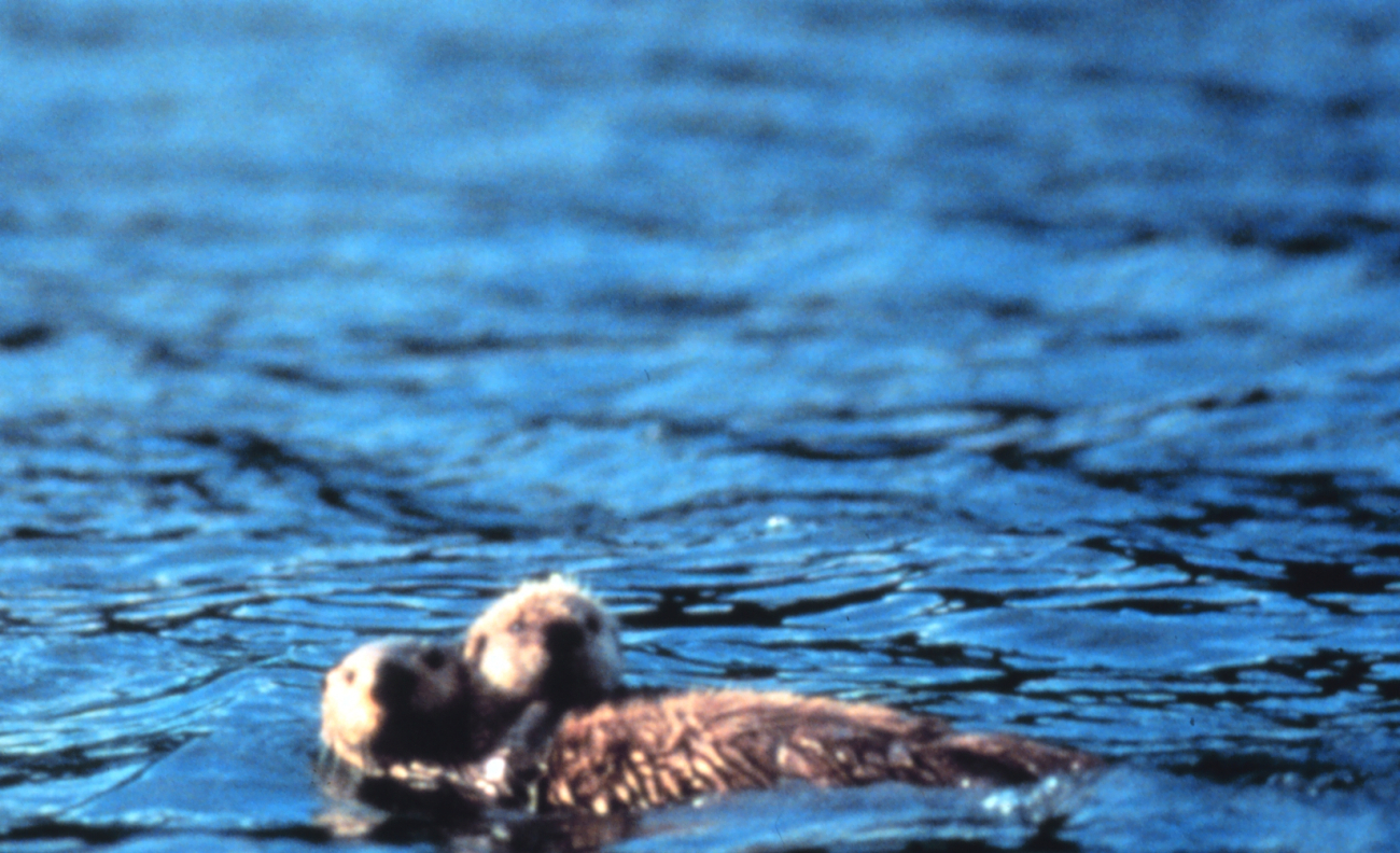 Sea otters on surface