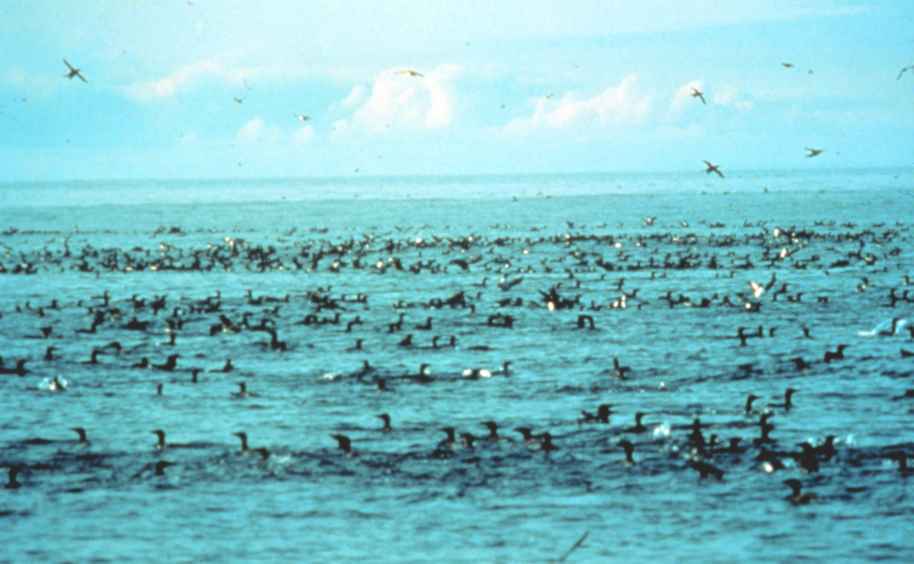 Marine birds feeding
