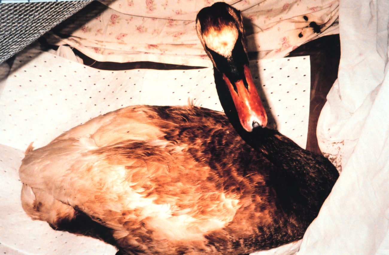 An oiled swan, one of many wildlife victims of the April 7th oil spill inSwanson Creek