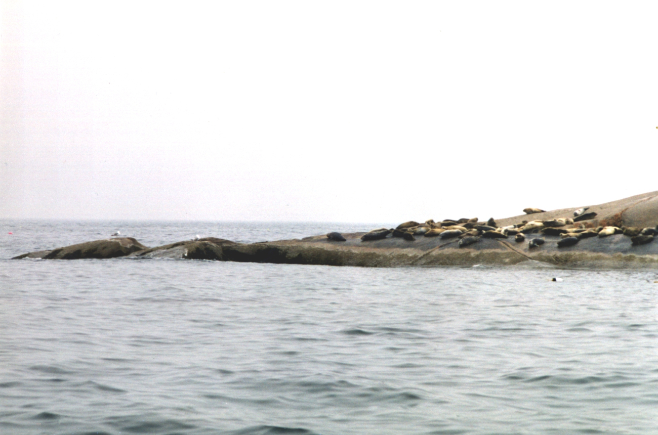 Harbor seals on Muscle Ridge Island