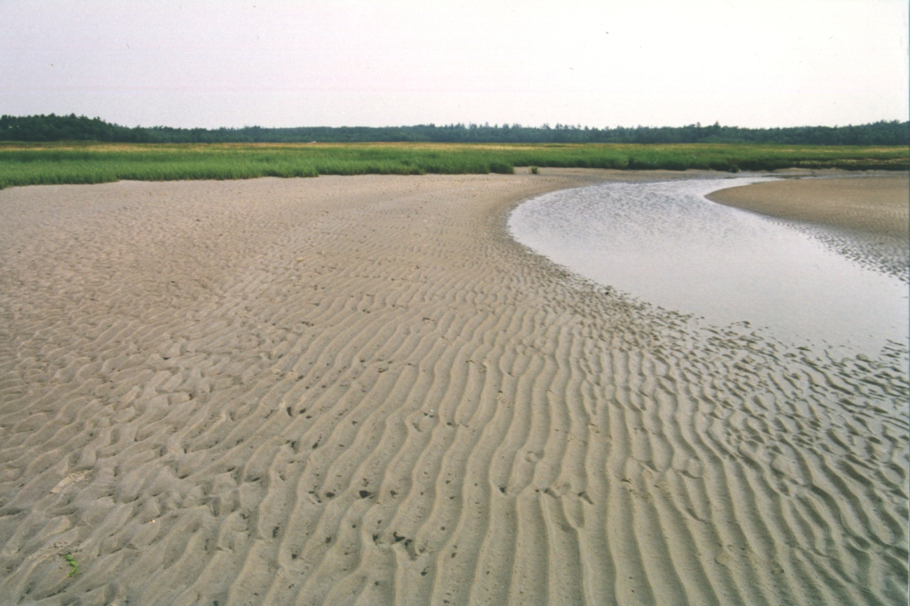 Tidal stream at low tide showing parallel ripple pattern in deeper areasversus hummocky pattern in shallower areas