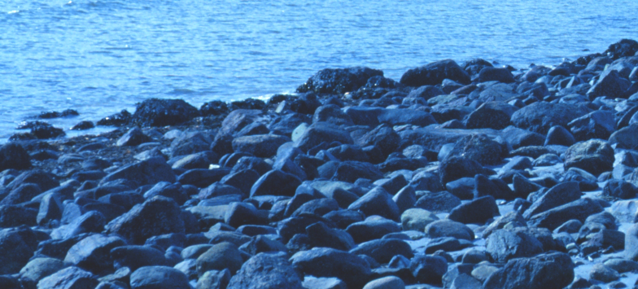 Detail of cobble beach at Odiorne Point State Park