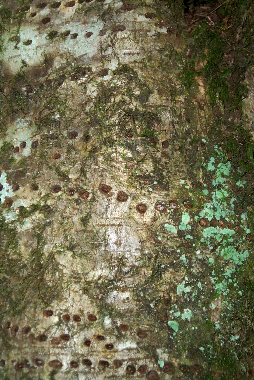 Lichen and other patterns on an alder tree on the Oregon coast