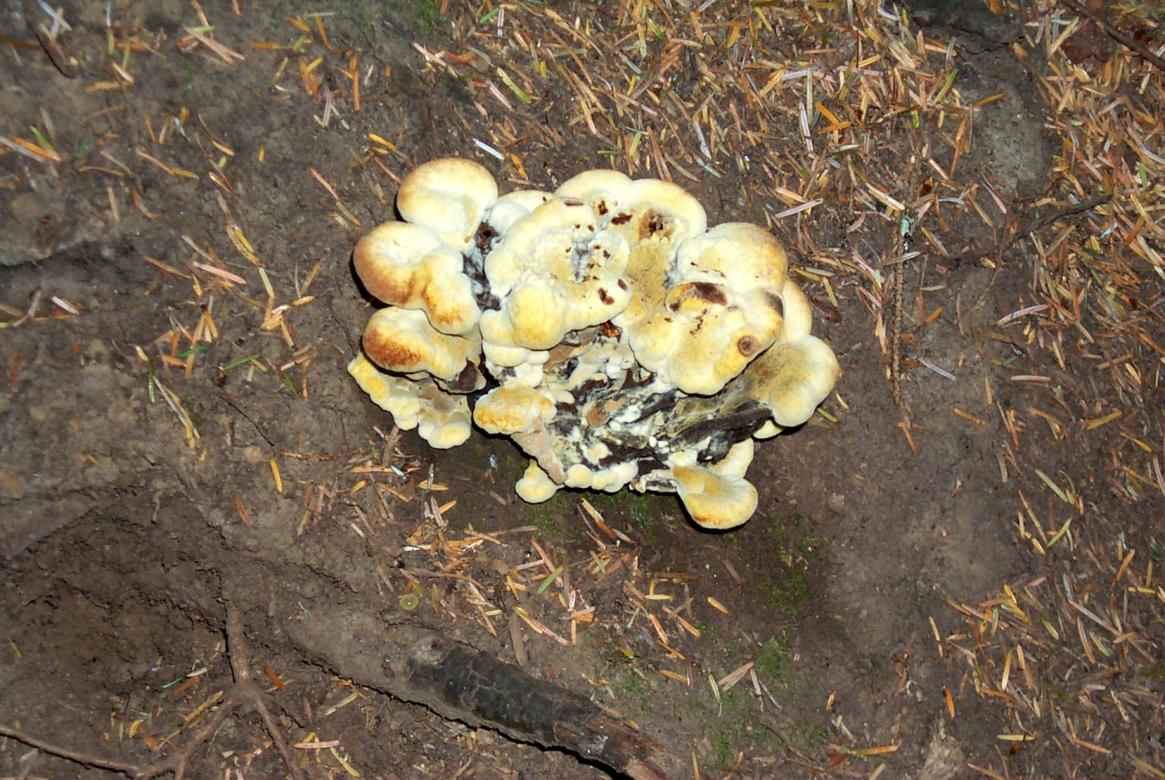 Yellow fungi at the base of a tree